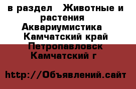  в раздел : Животные и растения » Аквариумистика . Камчатский край,Петропавловск-Камчатский г.